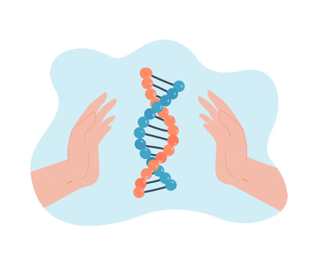 Illustration de l'ADN