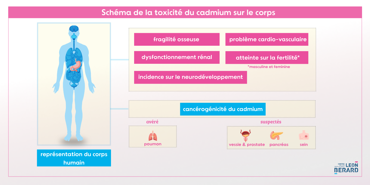 Infographie des effets du cadmium sur le corps humain. Schéma représentatif d'un être humain, à coté les atteintes : dysfonctionnement rénal, problème d'infertilité, problème cardiovasculaire, fragilité osseuse et incidence sur le neurodéveloppement Cancérogénicité du cadmium : Avéré : cancer du poumon Suspectés : hormonodépendant (sein et prostate) ainsi que vessie et pancréas