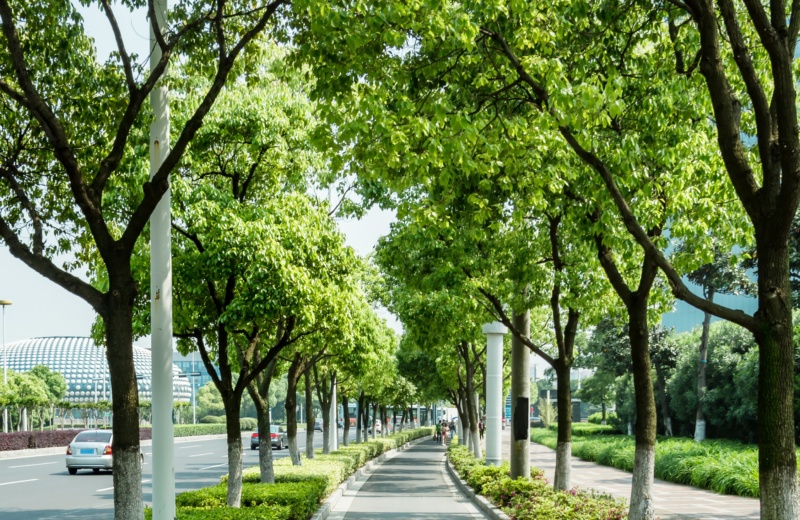 image d'une allée avec des arbres