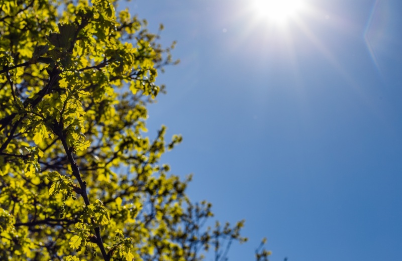 image d'un ciel et d'un soleil avec un arbre
